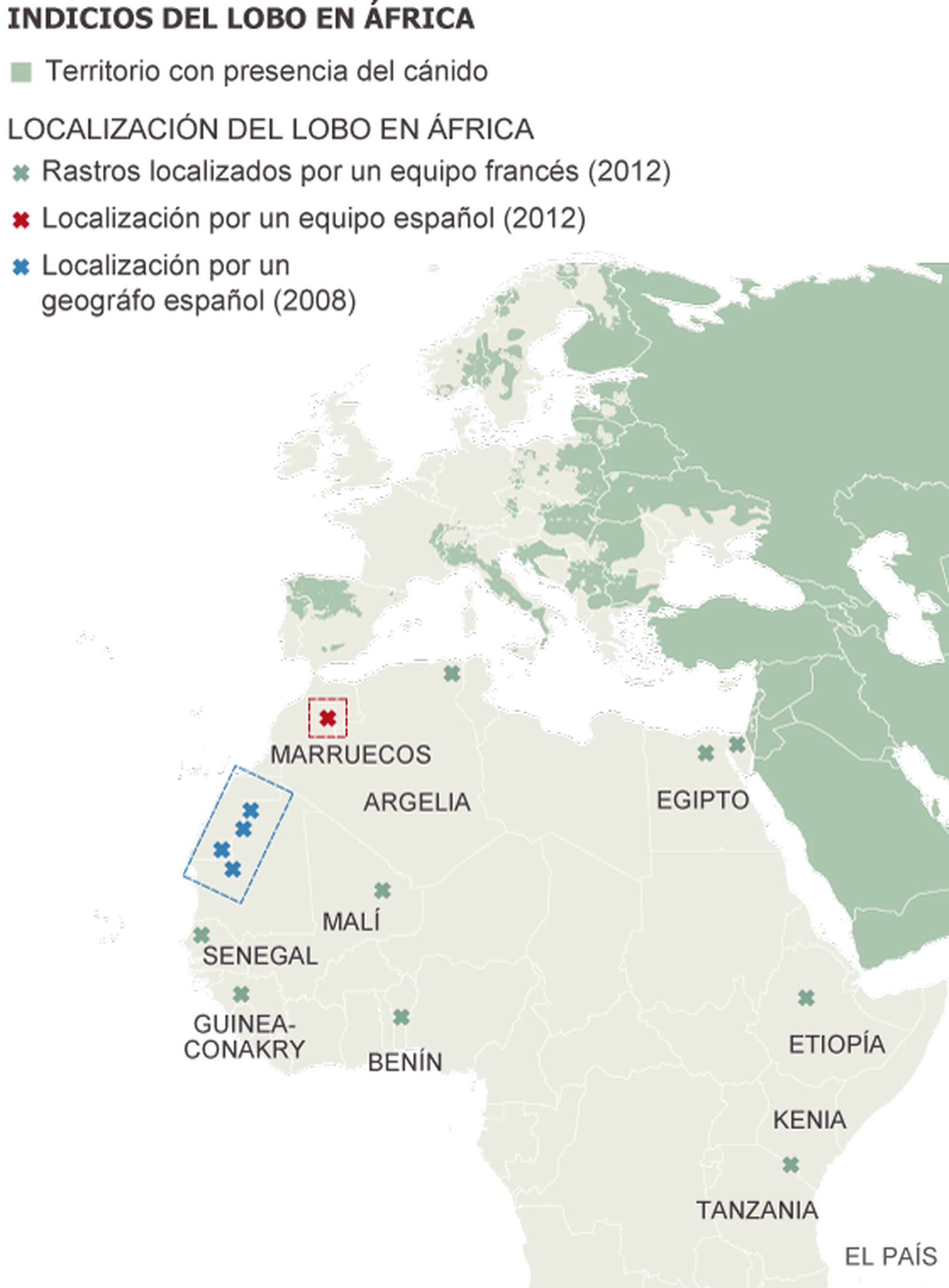 Redescubriendo el lobo africano | Sociedad | EL PAÍS