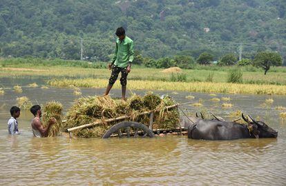 Los habitantes de Mayong cargan sus cosechas en un carro llevado por un búfalo en un arrozal inundado, en el distrito de Morigaon (India).