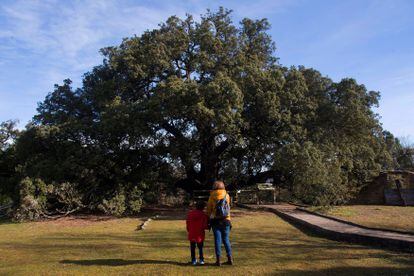 Por qué no son tan buena idea los concursos para elegir árbol del año |  Clima y Medio Ambiente | EL PAÍS