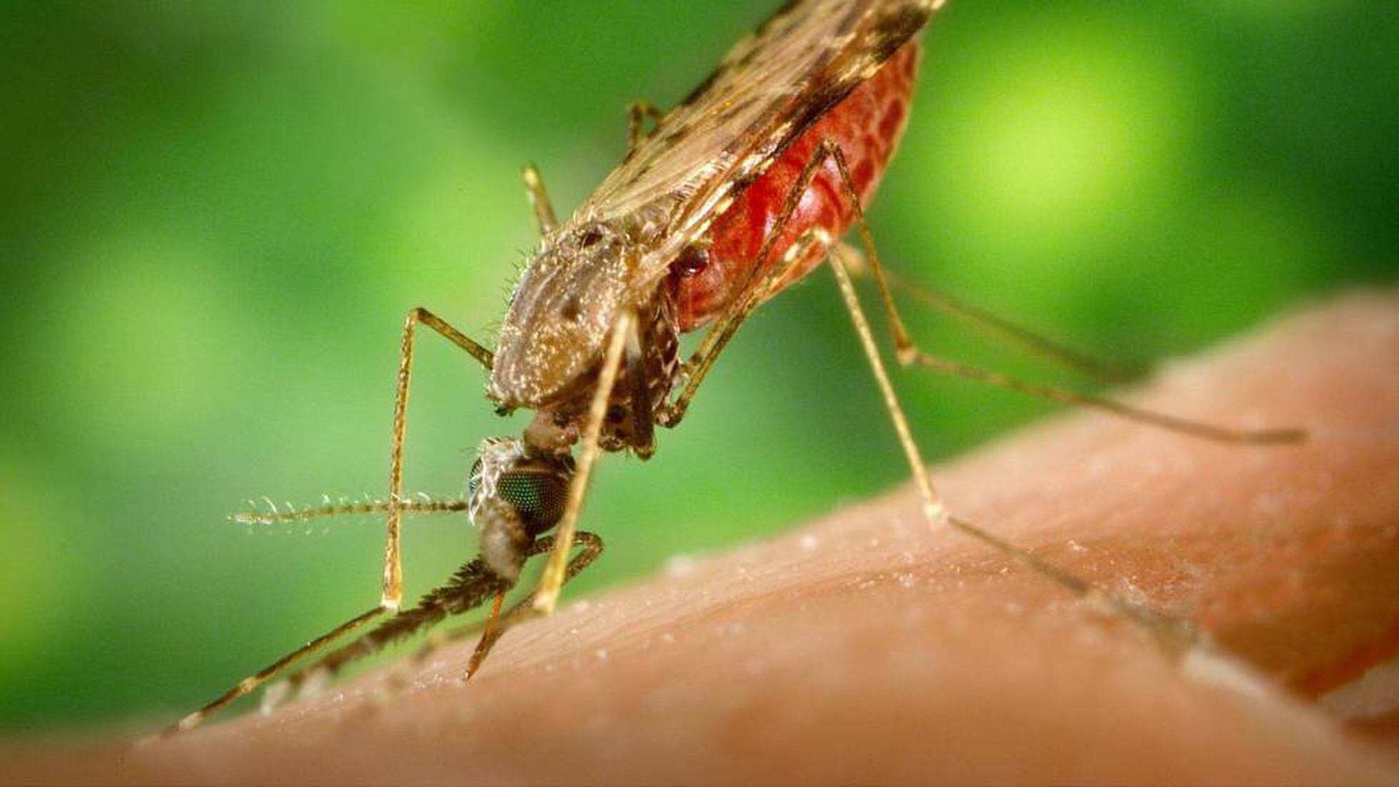 extinción palo familia real Picaduras: ¿Por qué me eligen los mosquitos? | Ciencia | EL PAÍS