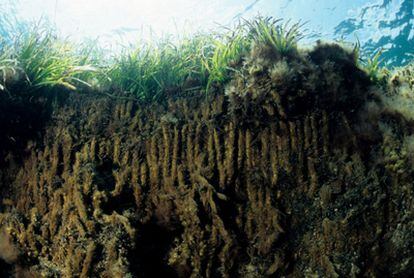 En los sedimentos de posidonia acumulados durante miles de años den el fondo marino los científicos leen el registro histórico de contaminantes presentes en las aguas.