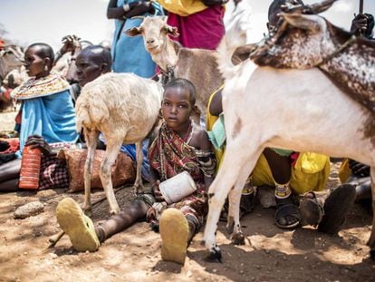 Una comunidad samburu esperando a sacrificar sus cabras en Kenia.