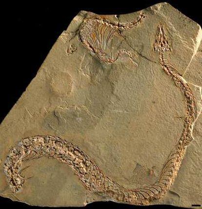 Fósiles de la serpiente <i>Eupodophis descouens</i>i, de hace 95 millones de años. La barra de escala mide un centímetro.