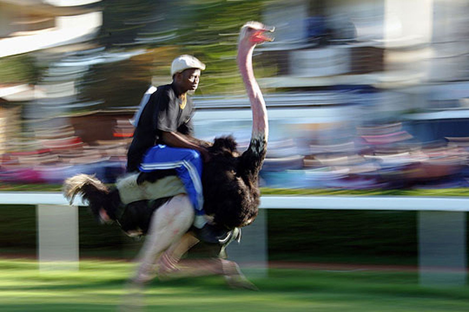 Carreras de avestruces Agenda EL PAÍS