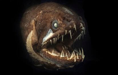 El pez dragón, de la fauna abisal australiana, es de pequeño tamaño y tiene dientes en la lengua.