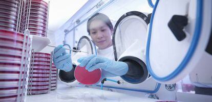Una investigadora china trabaja en una campana aislada para el cultivo de bacterias.
