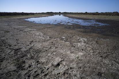 Estado actual de la laguna Dulce en Doñana, con solo 45 centímetros de profundidad.