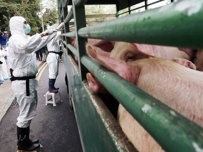 Unos trabajadores controlan los cerdos de un matadero en Sheung Shui, Hong Kong. 