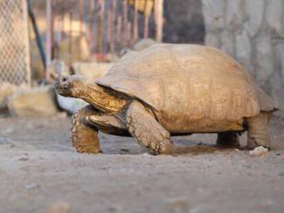 Tortuga del zoo Sanaa, en Yemen.