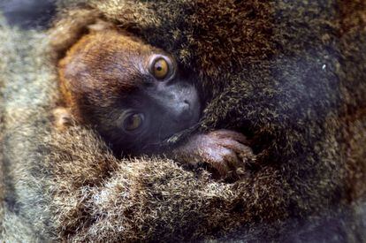 El lemur cariancho ('Prolemur simus'), que habita en Madagascar, aparece en la Lista Roja como una especie en peligro crítico de extinción desde 2008. La población ha disminuido un 80% en menos de 30 años debido a razones como la tala de bambú, la minería o la destrucción de su hábitat. Actualmente la IUCN contabiliza alrrededor de 500 ejemplares. En la imagen un cachorro se acurruca con su madre en el zoológico de Besancon en el este de Francia.