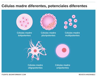 Stem cells are differentiated by their capabilities.