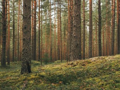 Magic pinewood lawn. Dark toned green forest. Beautiful natural background