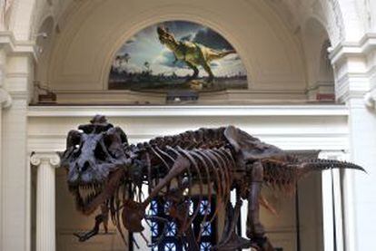 Esqueleto de un Tyrannosaurus Rex expuesto en el Field Museum, en Chicago.