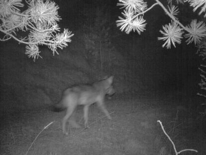 El lobo detectado por una trampa fotogr&aacute;fica en el Port del Comte. 