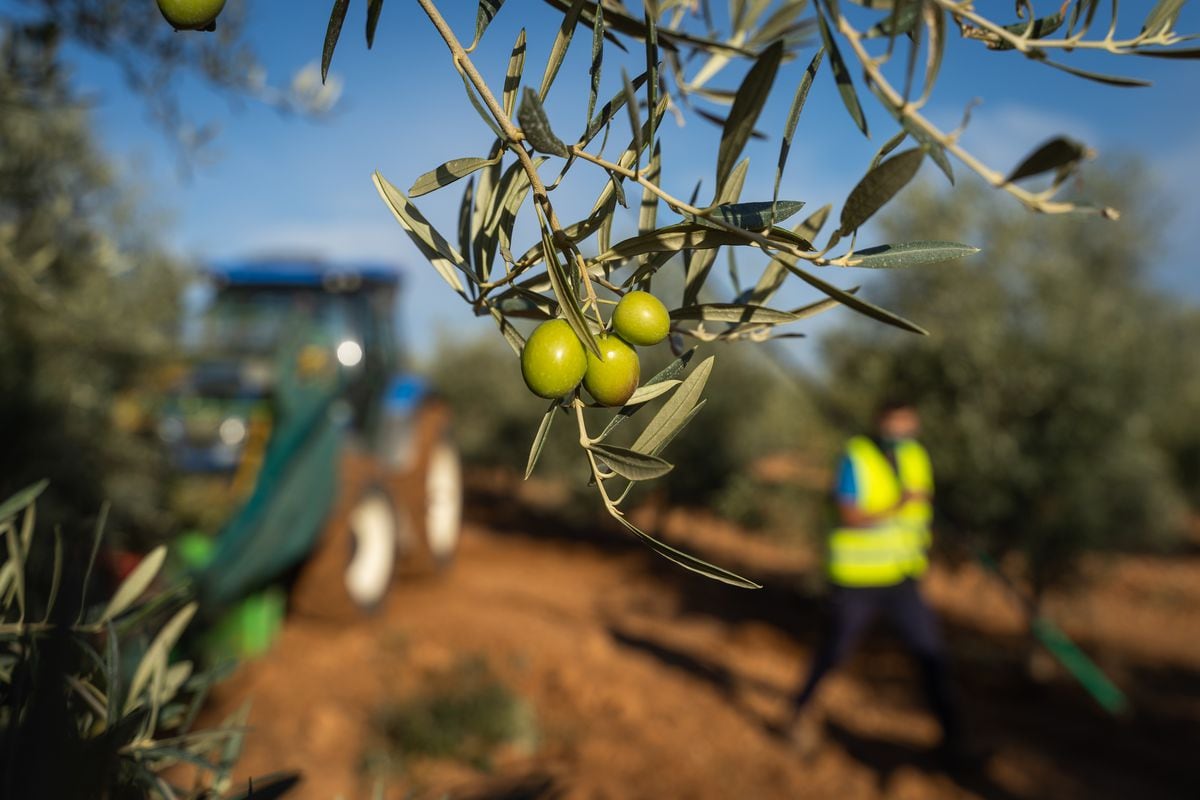 Guerra fredda dell’oliva |  un lavoro