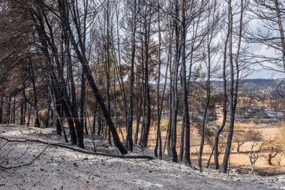 Burned trees on the outskirts of Casas de Moya.