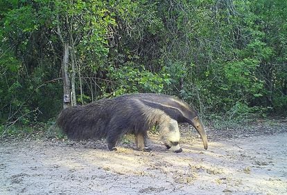 Un ejemplar de yurumí, conocido también como de oso hormiguero gigante.