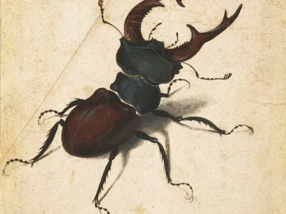 Escarabajo dibujado por Alberto Durero en 1505.