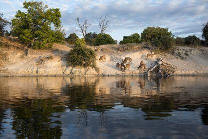 Antílopes africanos en una colpa junto al río en el Parque Nacional de Chobe.
