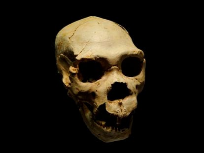 Cráneo de 'Homo heidelbergensis' en la Sima de los Huesos, en Atapuerca, especie que pudo surgir del cuello de botella demográfico.
