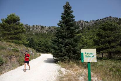 Una persona corre junto a un pinsapo, uno de los tesoros naturales de la Sierra de las Nieves, en Málaga.