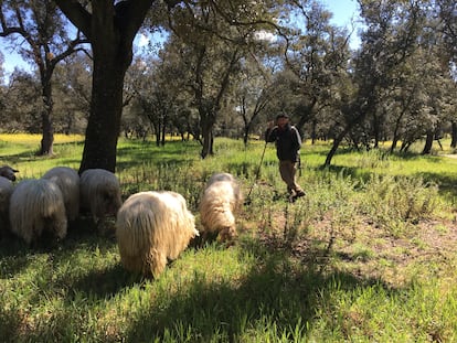 Un pastor con sus ovejas en la Casa de Campo, en Madrid.