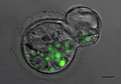 Embriones humanos en una etapa temprana.