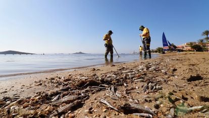 Workers remove dead fish from the sea from the beaches of the Mar Menor in August.