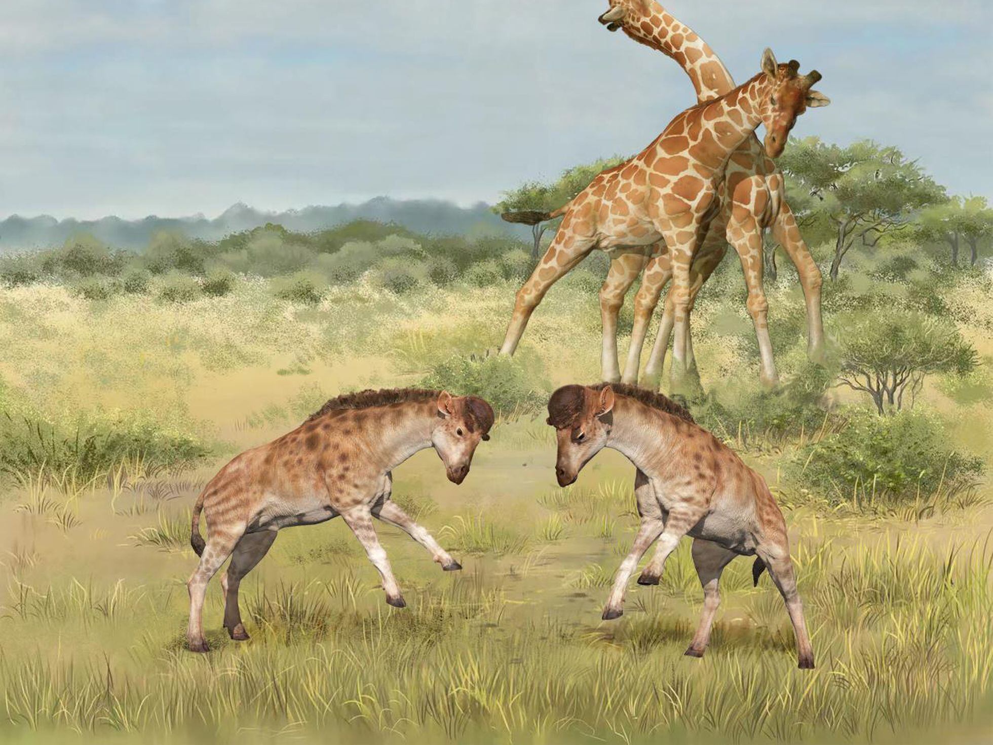 El origen del cuello de las jirafas podría ser sexual | Ciencia | EL PAÍS