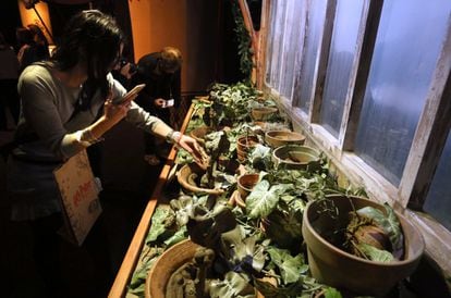 Una mujer fotografía y toca unas plantas, recreación de las clases de herbología, en la exposición.
