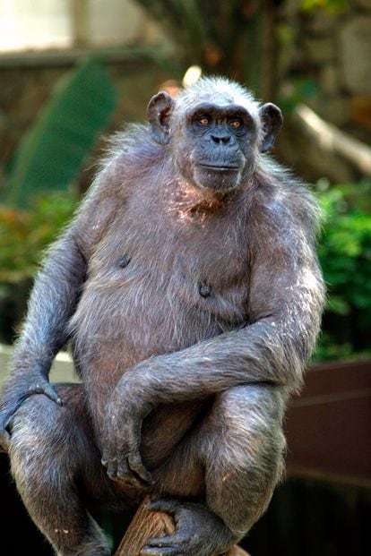 La Vieja, el chimpancé más longevo de Europa