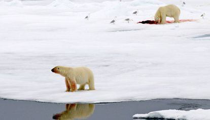 Dos osos polares en una isla de hielo en el Ártico.