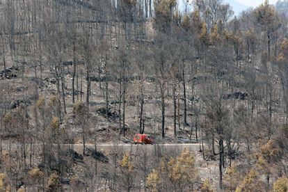 Paisaje del bosque de Biure (Alt Empord&agrave;) que arras&oacute; el fuego el pasado mes de julio.
