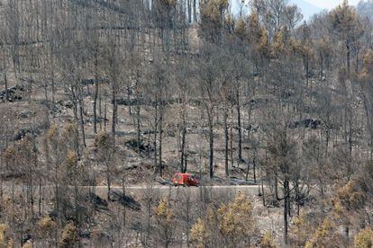 Paisaje del bosque de Biure (Alt Empordà) que arrasó el fuego el pasado mes de julio.