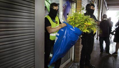 Redada de los Mossos d'Esquadra contra el tráfico de marihuana en Barcelona.