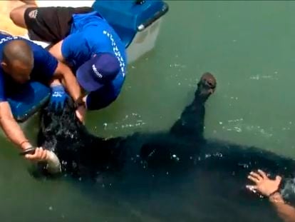 El toro muere ahogado en los 'Bous a la Mar' de Denia, el pasado lunes en una captura de una imágenes de Tele 5.