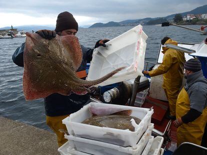 Los pescadores descargan las capturas en el puerto de Bueu, en Pontevedra.