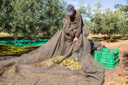 Un agricultor recoge aceitunas en un olivar de Cataluña.