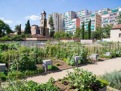 Huertos urbanos en Barcelona.