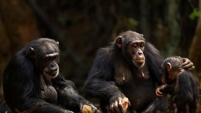 Los chimpancés son capaces de comprender la situación de otros individuos en apuros y prestar la ayuda adecuada de forma flexible.
