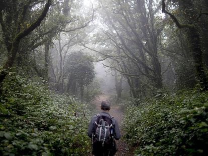 Bosque de niebla en Algeciras, dentro del Parque Natural de Los Alcornocales.