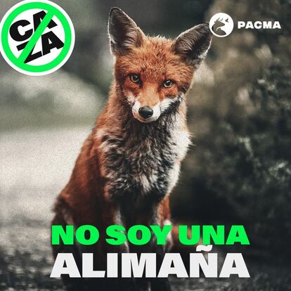 Zorro, protagonista de la campaña PACMA contra la caza.  PACM 26/01/2023