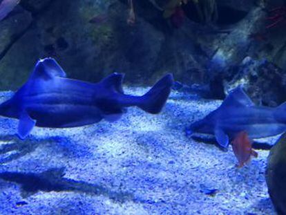 Tras desvelar el misterio de la peculiar dieta de este escualo, el Oceanogràfic de Valencia cuenta ahora con una pareja que permitirá estudiar por primera vez su interacción social y reproductiva