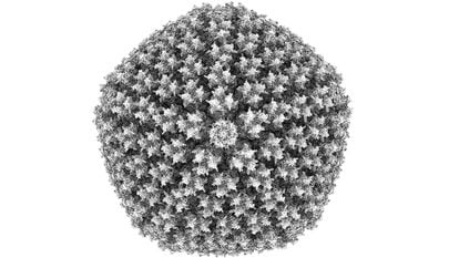 Electron microscope view of chimpanzee adenovirus (ChAd) used as a vector in the AstraZeneca and Oxford vaccine.