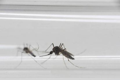 Mosquitos Aedes aegypti, transmisores del virus del Zika