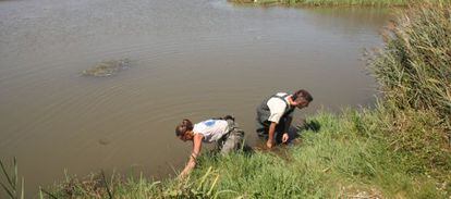 Dos voluntarios recogen caracoles manzanas en el Delta del Ebro.