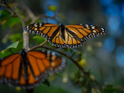 Mariposas monarca en su santuario localizado en Michoacán.