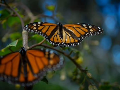 Mariposas monarca