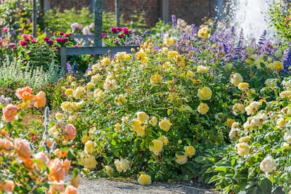 En la imagen, la rosa The Poets Wife, creada en 2014 por David Austin.