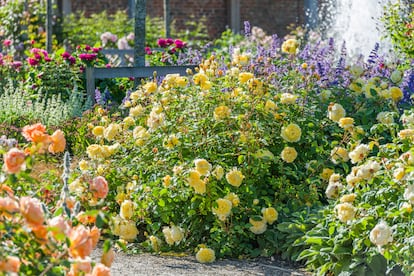 En la imagen, la rosa The Poets Wife, creada en 2014 por David Austin. 